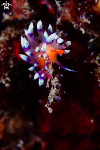 A Flabellina exoptata | Flabellina exoptata