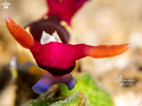 A Nembrotha Nudibranch