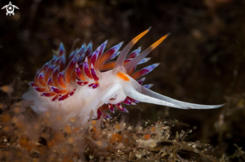 A Cratena nudibranch 