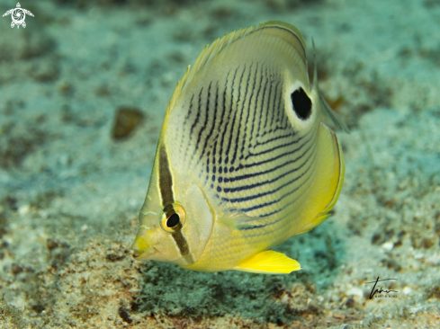 A Foureye Butterflyfish