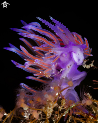 A Flabellina rosa