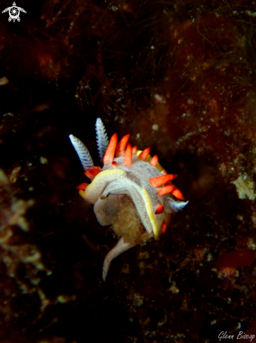 A Diaphorodoris papillata