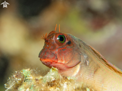 A Ophioblennius macclurei | Redlip Blennie