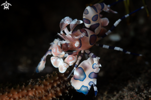 A Harlequin shrimp