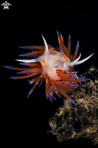 A Cratena nudibranch 