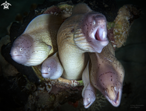 A Pepper moray | Moray eels