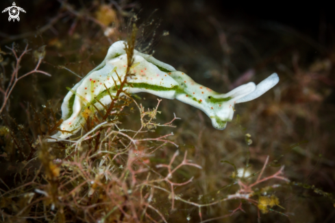 A Elysia timida nudibranch