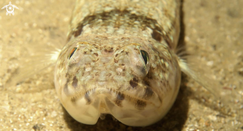 A pesce lucertola