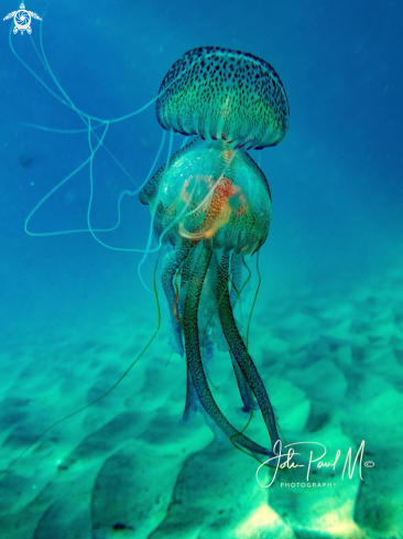 A Pelagia noctiluca | Méduse pélagique