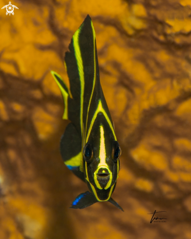 A Pomacanthus arcuatus | Grey Angelfish