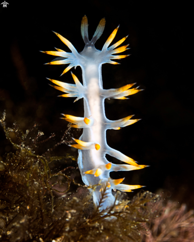 A Flabellina bianca