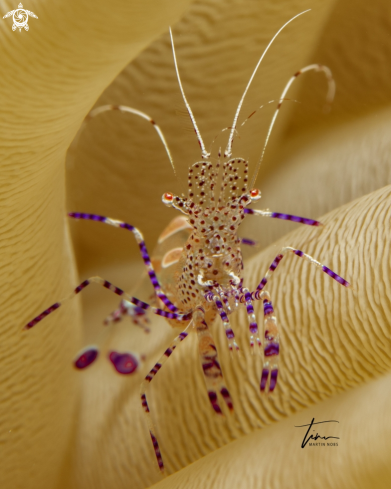 A Periclimenes yucatanicus | Yucatan Cleanershrimp