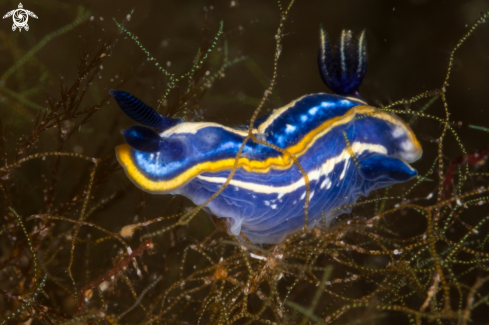 A Felimare tricolor nudibranch