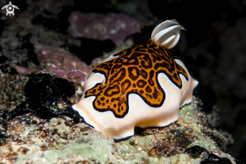 A Goniobranchus gleniei