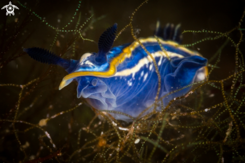 A Felimare tricolor nudibranch