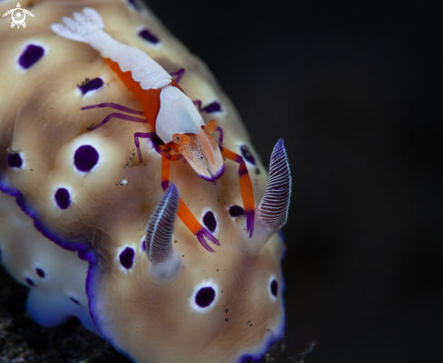 A Tryon's Hypselodoris and Periclimenes imperator