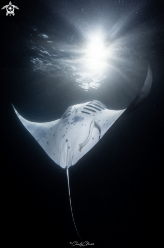 A Reef Manta