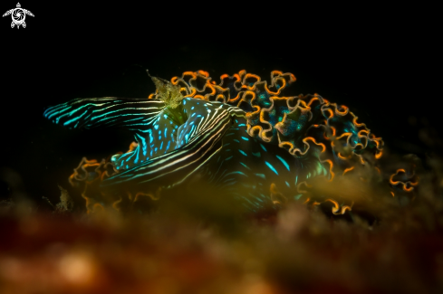 A Elysia diomedea nudibranch