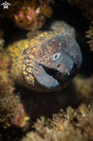 A Mediterranean Moray eel