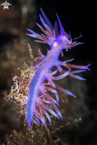 A Flabellina affinis nudibranch