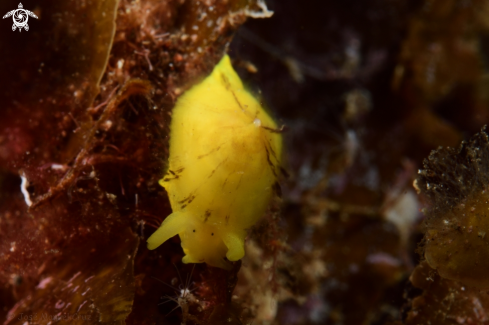 A Nudibranch