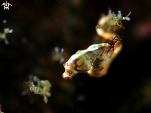 A Hippocampus Colemani Pygmy Sea horse | Pygmy Sea horse