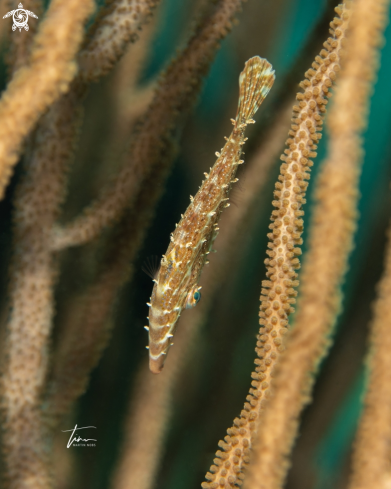 A Slender Filefish