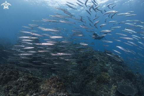 A barracuda