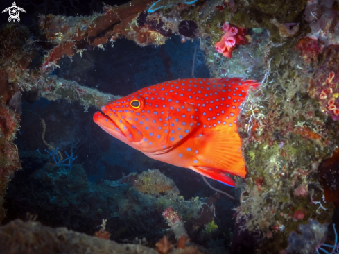 A Cephalopholis miniata | Cernia rossa dei coralli