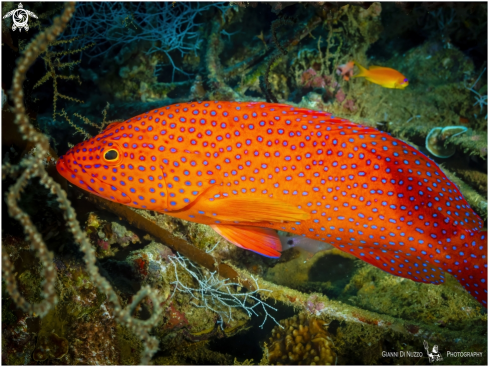 The Cernia rossa dei coralli