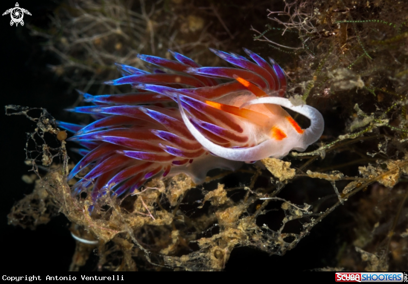 A Cratena nudibranch