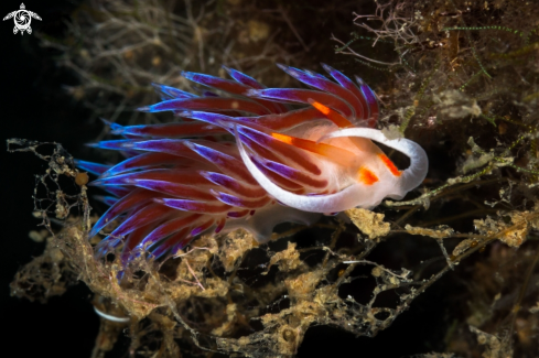 The Cratena nudibranch