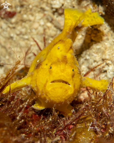 A Antennarius multiocellatus | Frogfish