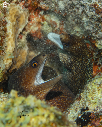 A Goldentail Morayeel