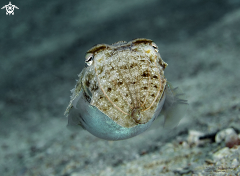 A Сuttlefish