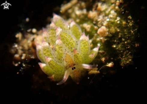 A Costasiella kuroshimae