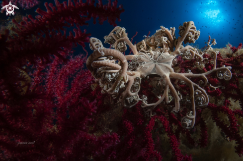 A Astrospartus mediterraneus | Stella Gorgone,Basket star