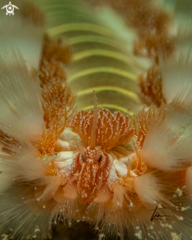 A Bearded Fireworm