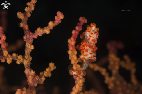 A Hippocampus bargibanti | Cavalluccio pigmeo, Pygmy Seahorse