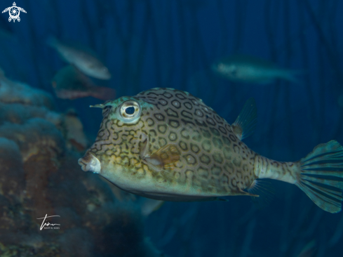 A Acanthostracion polygonius | Honeycomb Cowfish