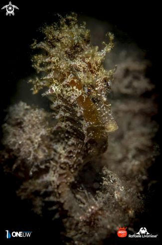 A Hippocampus guttulatus | Seahorse