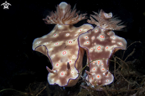 A Ceratosoma tribolatum | Ceratosoma tribolatum