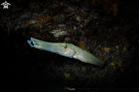 A aulostomus strigous