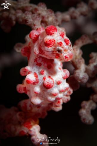 A Pygmy seahorse