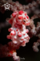 A Pygmy seahorse