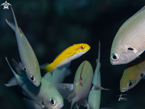 A Thalassoma bifasciatum / Chromis multilineata | juv. Blueheaded Wrasse / Brown Chromis