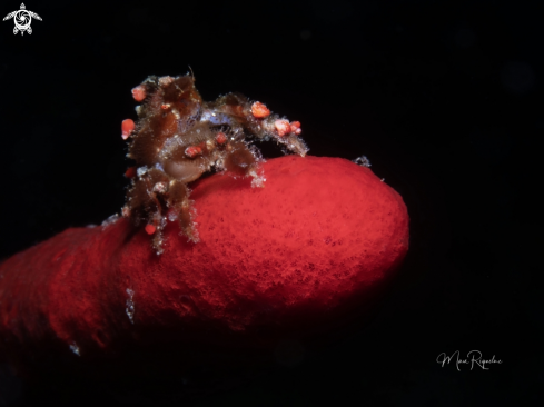 A Pelia mutica | Cryptic Teardrop Crab