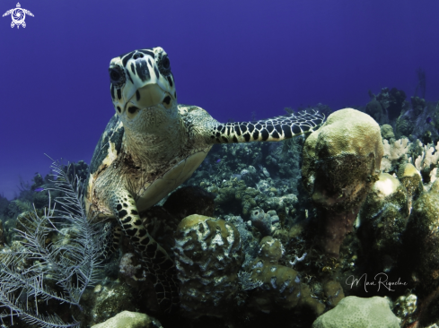 A Hawksbill Turtle