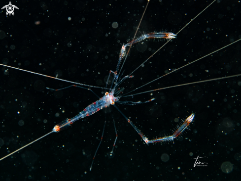 A Stenopus hispidus | Banded Coralshrimp