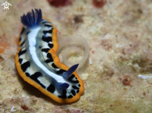 A Felimare kempfi | Purple-Crowned Sea Goddess with eggs :)